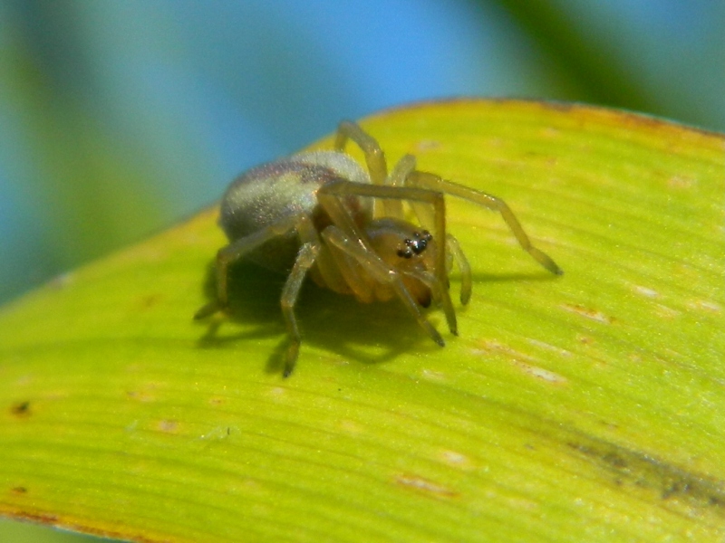 Cheiracanthium sp. -  Viadana (MN)